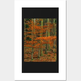 An Autumn Flame In The Woods Posters and Art